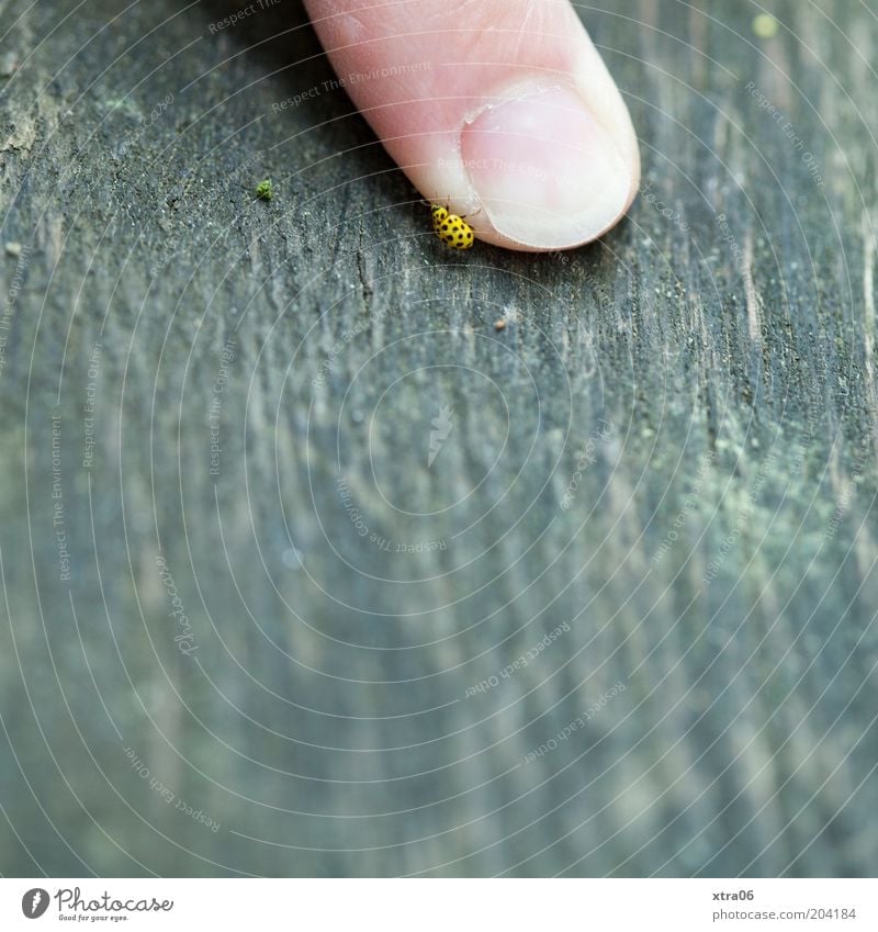 Small Beetle Fingers Animal 1 Crawl Fingernail Ladybird Colour photo Exterior shot Close-up Detail Copy Space bottom Day