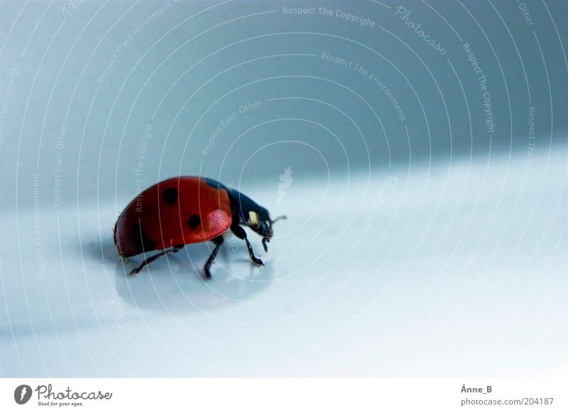 Red lacquered with black dots Environment Nature Animal Farm animal Beetle Wing Ladybird 1 Point Free Glittering Beautiful Blue Black Happy Watchfulness