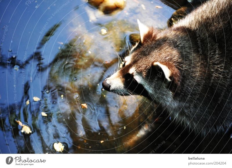 washing day Environment Nature Water Pond Animal Wild animal Animal face Pelt 1 Raccoon Feeding area Cute Love of animals Watering Hole Drinking Hunting