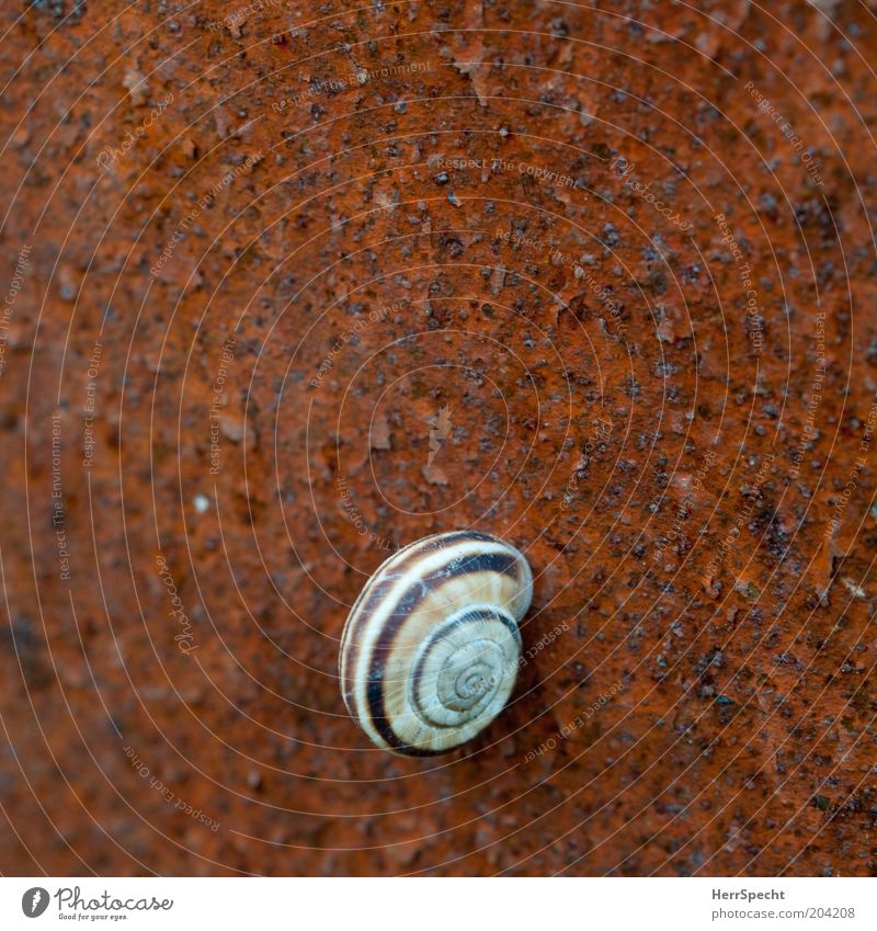 Resting & Rusting Snail Snail shell Metal Brown Esthetic Loneliness Calm Stick Colour photo Exterior shot Close-up Detail Copy Space left Copy Space right