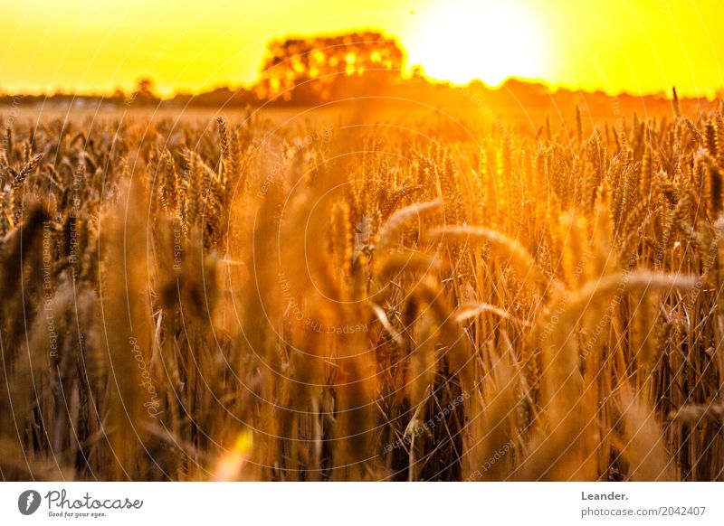 Cornfield in summer Environment Nature Landscape Weather Beautiful weather Meadow Field Esthetic Positive Warmth Yellow Gold Orange Silver Joy Concentrate