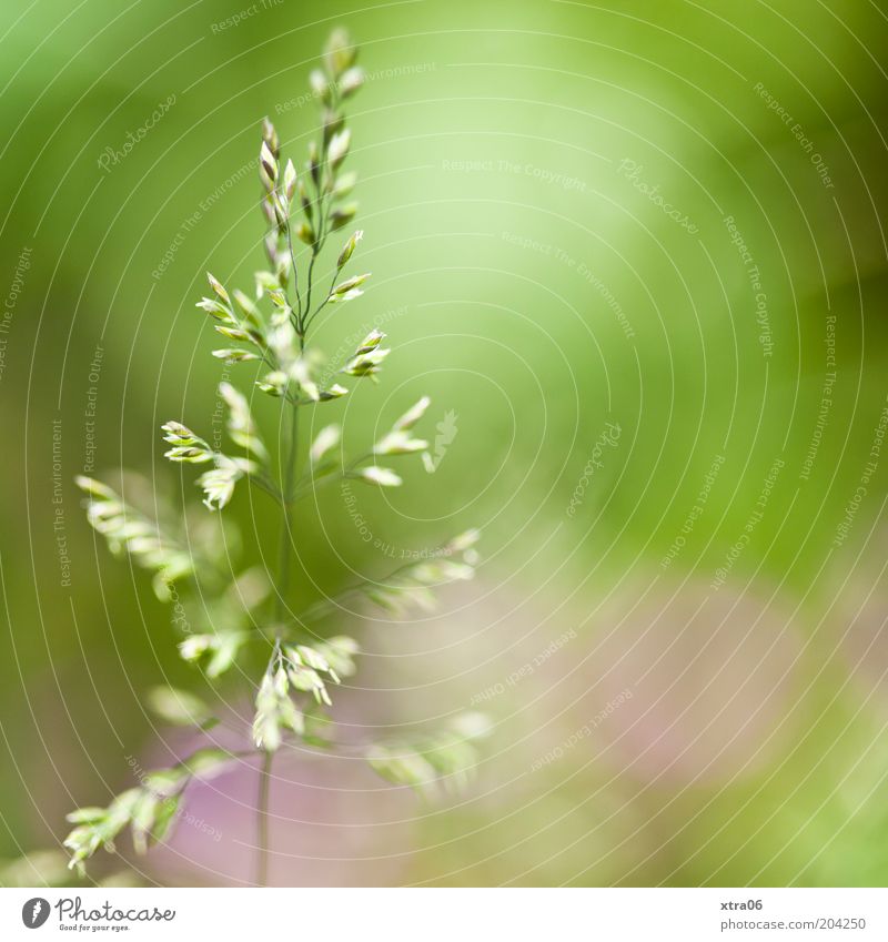 green with a little pink Environment Nature Plant Green Pink Colour photo Close-up Detail Copy Space right Sunlight Blade of grass