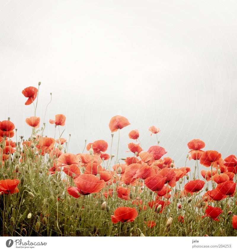 flower meadow Nature Plant Flower Grass Poppy Poppy field Meadow Gray Red Colour photo Exterior shot Deserted Copy Space top Day Long shot