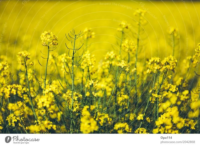 rapeseed body Environment Nature Plant Spring Summer Weather Beautiful weather Bushes Leaf Blossom Foliage plant Agricultural crop Field Blossoming Growth