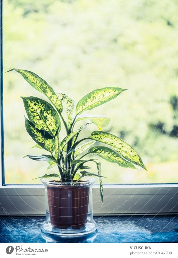 Dieffenbachia green plant in pot on windowsill Style Design Leisure and hobbies Living or residing Flat (apartment) House (Residential Structure)