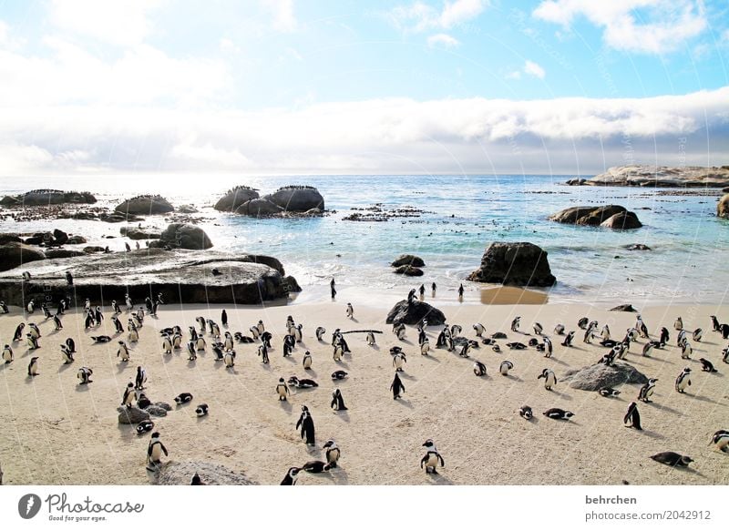 Penguin dancing. Vacation & Travel Tourism Trip Adventure Far-off places Freedom Waves Coast Beach Bay Ocean Wild animal Bird Web-footed birds Group of animals