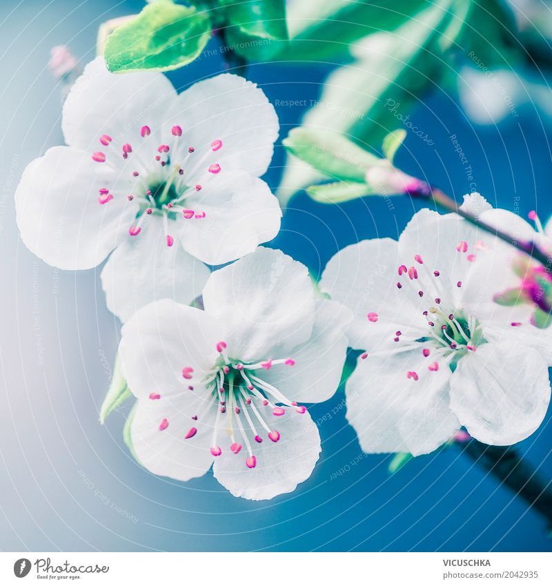 Close-up of pretty flowers Style Design Summer Garden Nature Plant Sunlight Spring Beautiful weather Flower Leaf Blossom Park Blossoming Pink Fragrance Pollen