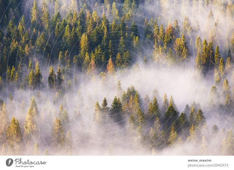 Coniferous forest in fog, Misty pine woodland Design Vacation & Travel Far-off places Freedom Expedition Summer Mountain Hiking Decoration Wallpaper Nature