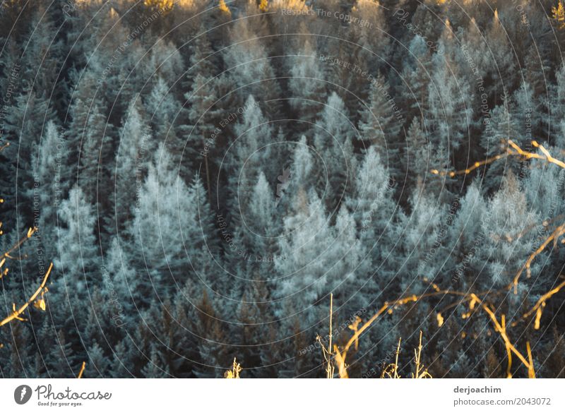 Ice cold the trees above look frozen with some sunshine. Harmonious Trip Winter Nature Beautiful weather Tree Forest Bavaria Germany Deserted Wood Observe