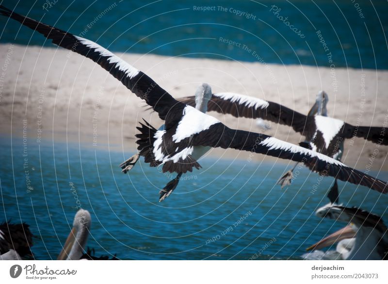 " Attention " Landing. Two pelicans flying over the water. Below you can see other pelicans with their heads. My favorite birds on approach. Joy Harmonious