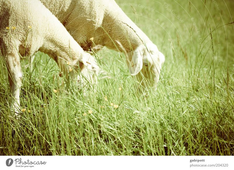 sleeping aid Nature Landscape Beautiful weather Grass Meadow Field Animal Pet Farm animal Sheep 2 Stand Green Contentment Happy Soft To feed Exterior shot