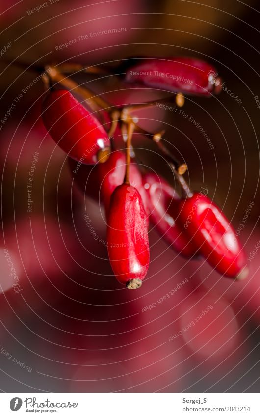 barberry Nature Plant Fruit Branch Barberry sourthorn Exceptional Near Red Colour Colour photo Interior shot Studio shot Close-up Macro (Extreme close-up)