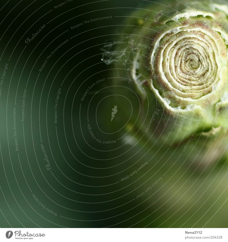 spiral Nature Plant Spring Flower Blossom Foliage plant Esthetic Exceptional Round Green Yucca Yucca palm Swirl Circle Bud Leaf bud Colour photo Close-up Detail