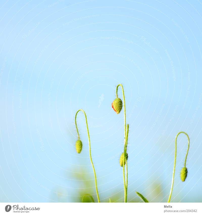 Closed today Environment Nature Plant Cloudless sky Spring Summer Flower Blossom Poppy Bud Growth Natural Blue Green Colour photo Multicoloured Exterior shot