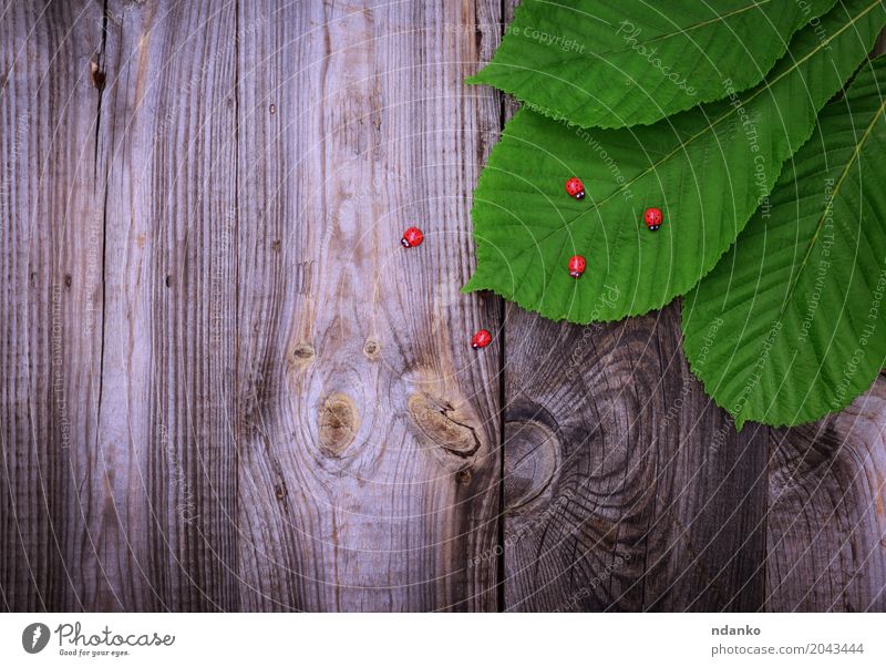 green leaf of a chestnut Decoration Nature Plant Leaf Wood Old Fresh Natural Gray Green Colour Creativity Ladybird spring Organic Conceptual design decor