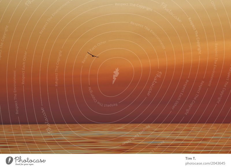 Baltic Environment Water Sunrise Sunset Summer Baltic Sea Ocean Animal Bird 1 Freedom Seagull Colour photo Exterior shot Copy Space right Copy Space top