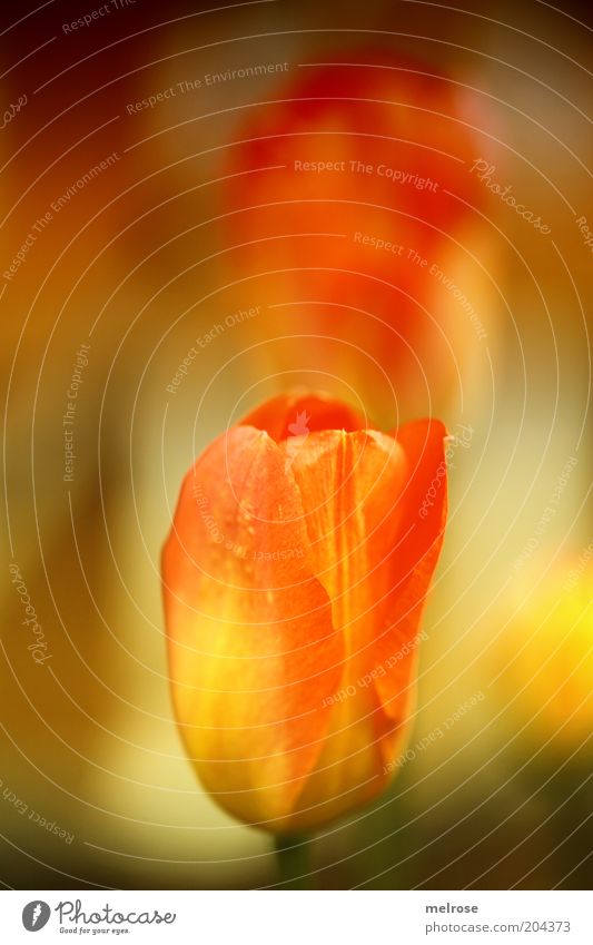 flower dream Nature Plant Summer Beautiful weather Tulip Blossom Natural Positive Yellow Red Emotions Moody Warm-heartedness Uniqueness Colour photo