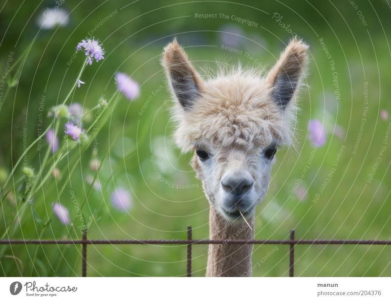 Hello, neighbor! Meadow Pelt Hair and hairstyles Animal Farm animal Alpaca Llama Observe Listening Looking Wait Cool (slang) Beautiful Curiosity Cute