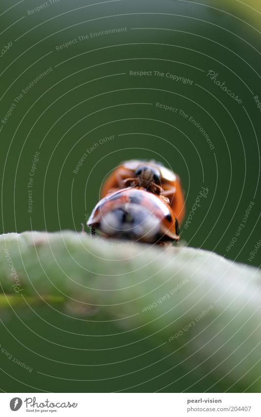 live beetle Beetle Pair of animals To hold on Together Wild Passion Nature Colour photo Exterior shot Macro (Extreme close-up) Motion blur