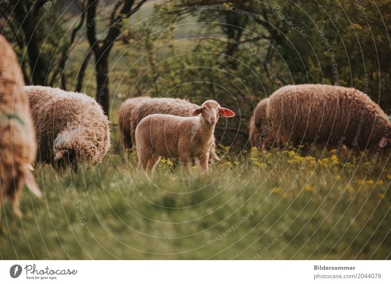 flock of sheep Spring Summer Grass Meadow Animal Farm animal Sheep Lamb Group of animals Herd Baby animal Animal family To feed Agriculture Easter Agnus Dei