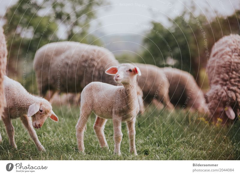 . Nature Grass Meadow Pasture Animal Farm animal Sheep Lamb Agnus Dei Group of animals Herd Baby animal Beginning Pure Country life Agriculture Easter
