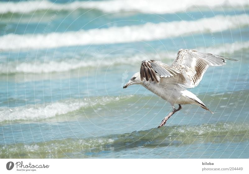 water landing Water Animal Wild animal Bird Wing 1 Flying Blue Brown White Freedom Seagull Waves Nature Copy Space left North Sea Surf Exterior shot Deserted