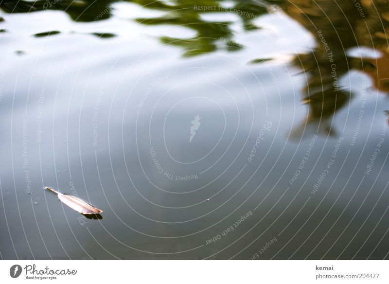 Light as a feather Environment Nature Elements Water Pond Lake Surface of water Feather duck feather Feather shaft Bright Wet Brown White Calm Loneliness Easy