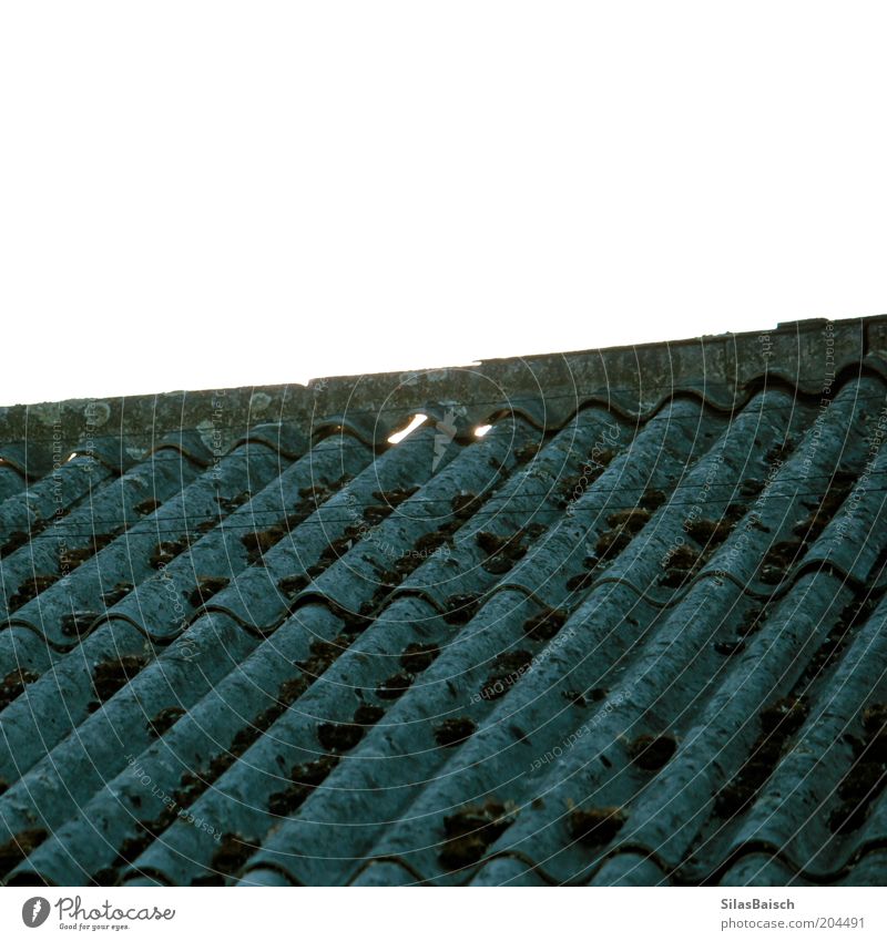 Wave roof Nature Moss House (Residential Structure) Manmade structures Building Roof Old Growth Dirty Gloomy Feral Colour photo Exterior shot Detail