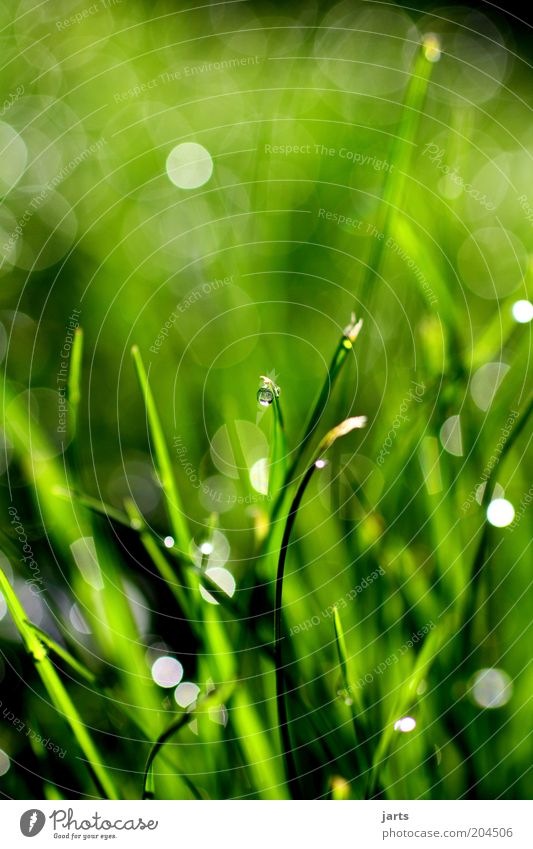 green day Environment Nature Drops of water Spring Summer Plant Grass Fresh Natural Green Dew Colour photo Exterior shot Close-up Detail Deserted Morning