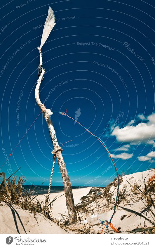 Offer to buy Flag Tree trunk White Sky Blue Peace armistice Success Freedom Wind Judder Colour photo Exterior shot Deserted Copy Space top Sunlight