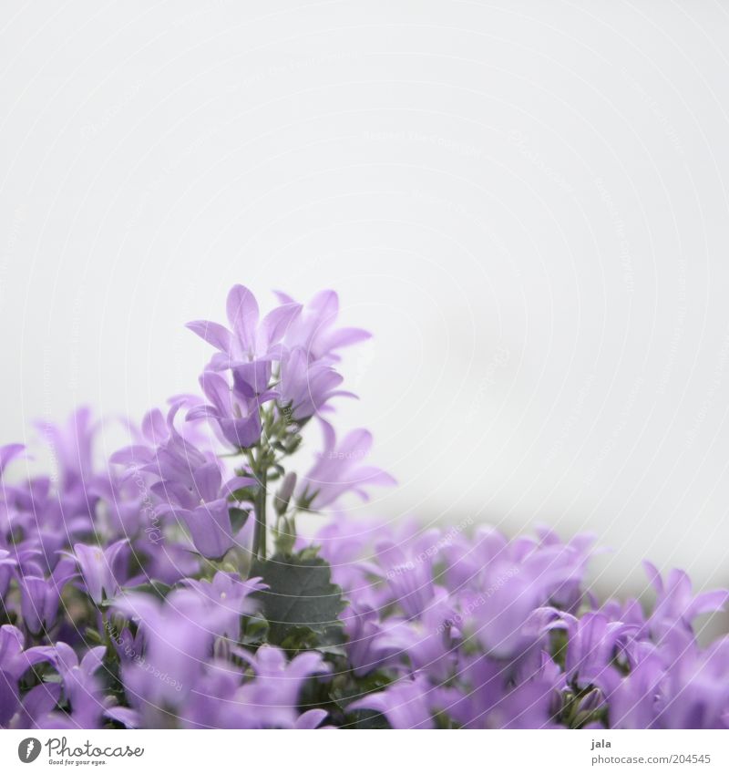violet Flower Beautiful Violet Pink Colour photo Exterior shot Deserted Copy Space top Neutral Background Day Blossom leave Flowering plants Close-up Blossoming