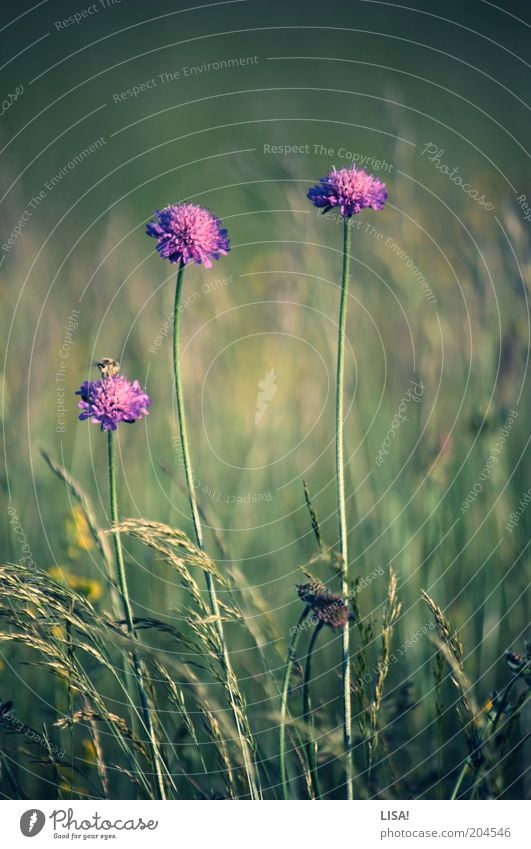 four of you Environment Nature Plant Earth Summer Flower Grass Blossom Foliage plant Wild plant Animal Wild animal Bee 1 Green Violet Pink Colour photo