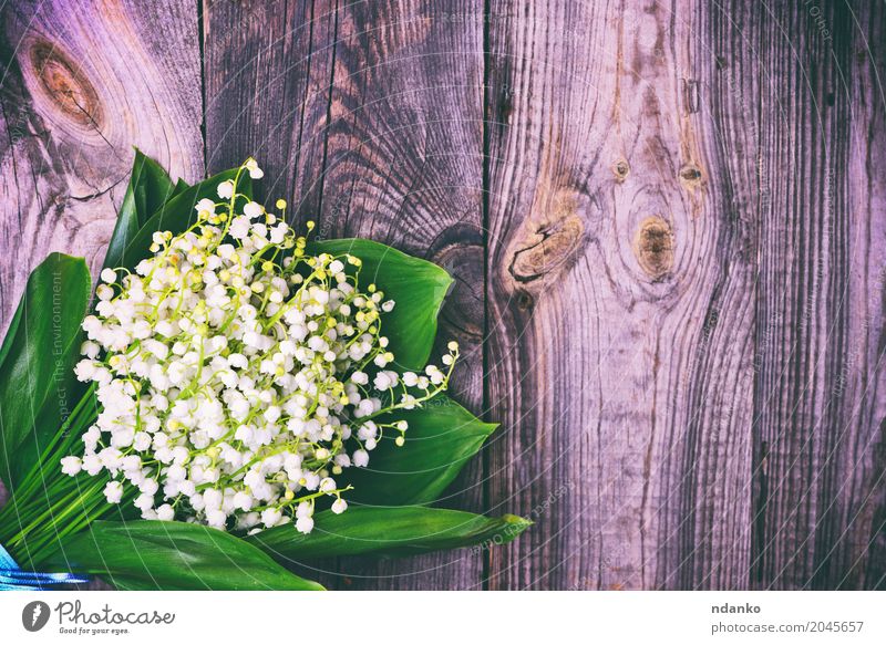 bouquet of white lilies of the valley Beautiful Nature Plant Flower Bouquet Wood Blossoming Bright Small Gray Green White Lily of the valley blooming spring