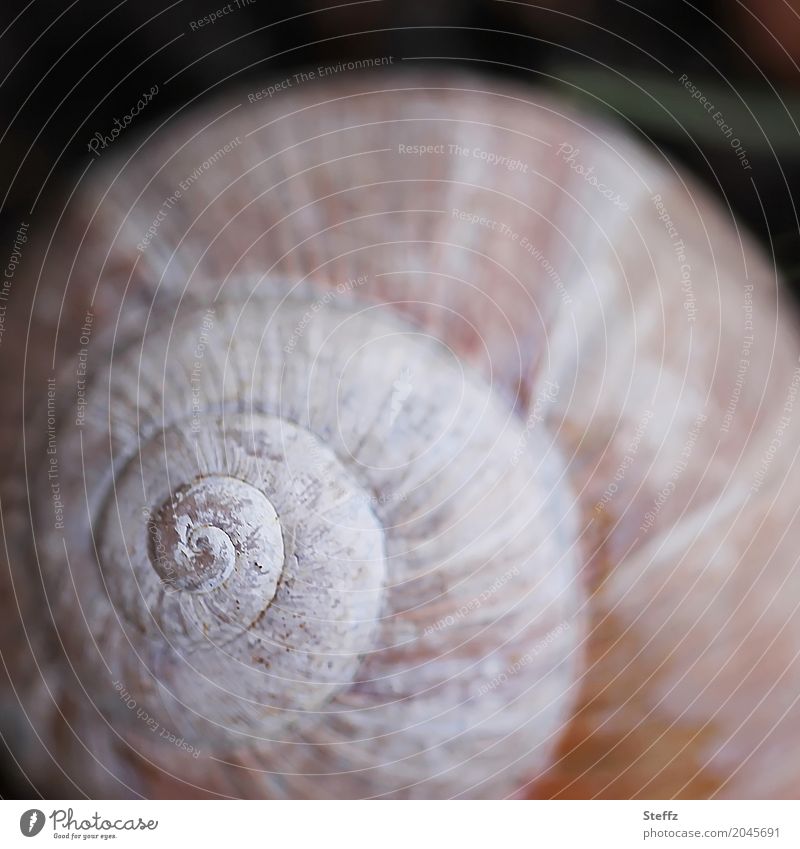 Spiral as the original form Snail shell Crumpet Harmonious Precision Symmetry Structures and shapes Geometry Pattern Origin Evolution spirally Law of nature