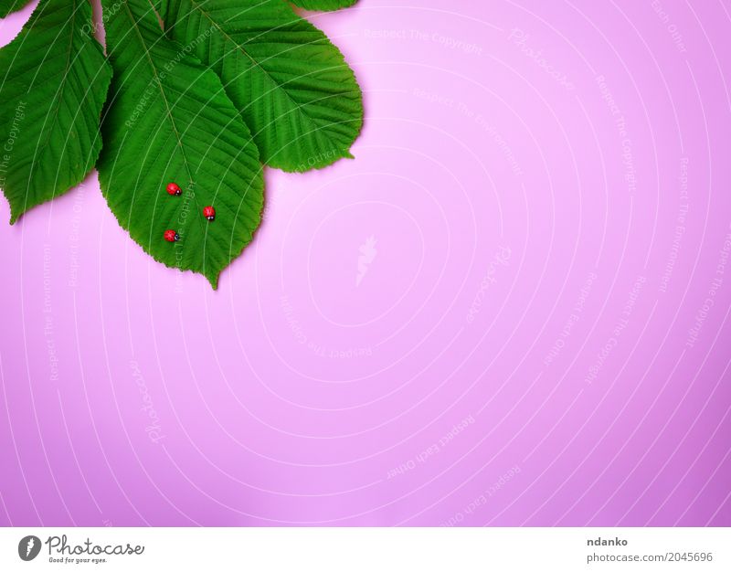 Green leaf of a chestnut Decoration Nature Plant Leaf Fresh Natural Pink Colour Creativity spring Organic Conceptual design decor Card Consistency empty