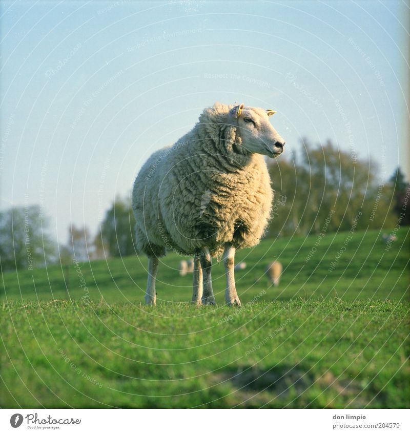 sheep Nature Summer Beautiful weather Grass Meadow Hill Lamb's wool Animal Farm animal Animal face Pelt Sheep Group of animals Herd To feed Flock Landscape