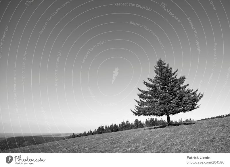 obliquely Environment Nature Landscape Plant Elements Air Sky Cloudless sky Weather Wind Tree Looking Coniferous trees Black Forest Longing Vantage point