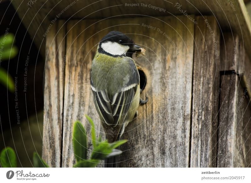 Tit without branch Tit mouse paridae Departure Landing Parental care Bird's eggs Parents Spring Feeding Garden House (Residential Structure) Nesting box