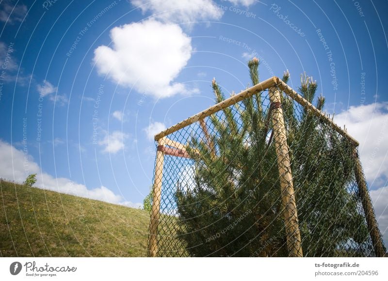 Christmas Tree Singleshaft Sky Clouds Beautiful weather Grass Coniferous trees Christmas tree Fir tree Spruce Fence Fence post Protective grid protective fence