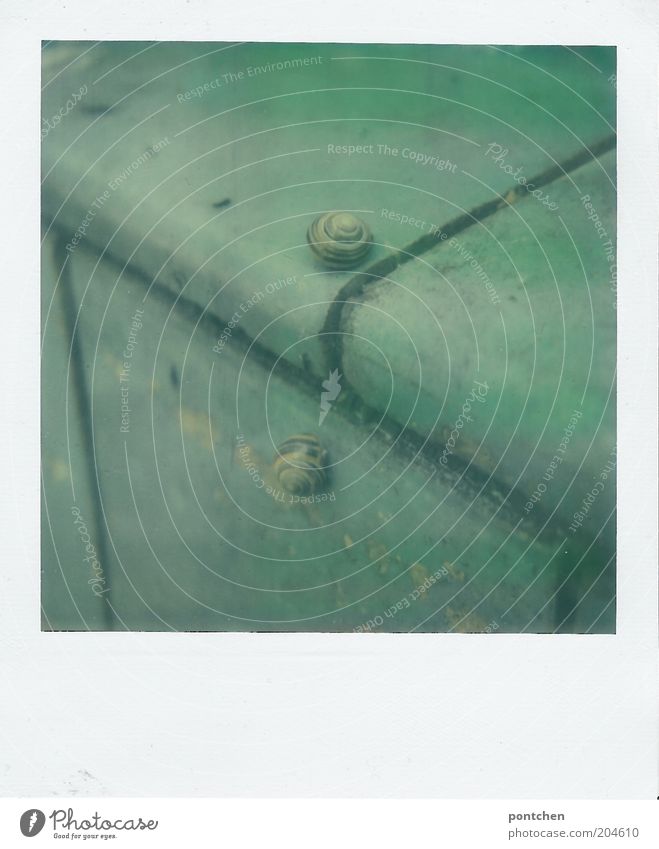 Snails in the basin Open-air swimming pool Swimming pool Tile Corner Animal Snail shell Pair of animals 2 Pastel tone Broken Green Empty Slowly Calm Stagnating