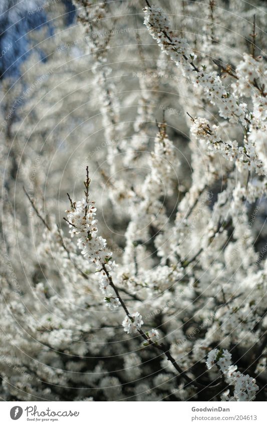 blossom dream II Environment Nature Plant Air Warmth Flower Blossom Blossoming Growth Exceptional Near Sustainability Beautiful White Emotions Colour photo
