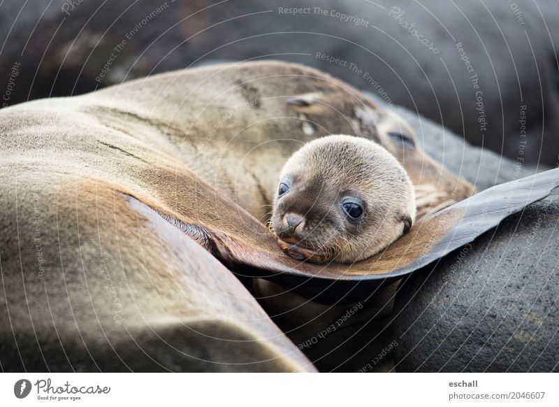 So cute... Adventure Far-off places Ocean Island Animal Wild animal Animal face Seals Seal cub 1 To enjoy Cuddly Cute Positive Soft Brown Cool (slang)