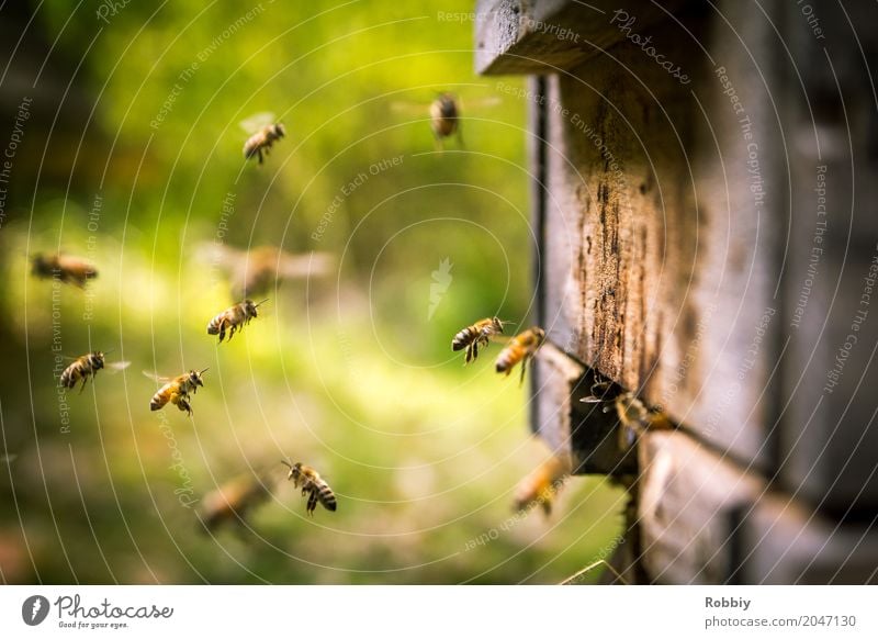 Bees in landing approach Animal Beehive Flock Flying natural Healthy Idyll Sustainability Nature Team Environment Environmental protection Honey bee Diligent