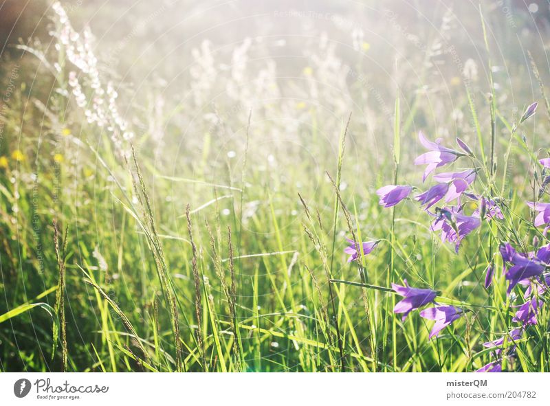 Moment of Peace. Environment Nature Plant Grass Wild plant Meadow Esthetic Fragrance Loneliness Calm Flower meadow Meadow flower Violet June Pasture