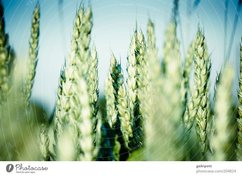 Our daily bread Food Grain Grain field Agriculture Nutrition Environment Landscape Beautiful weather Agricultural crop Wheatfield Field Growth Natural Positive