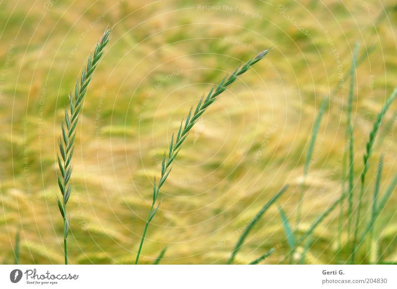 FieldGrass Nature Summer Agricultural crop Wheat Yellow Green Calm Peaceful Colour photo Subdued colour Exterior shot Close-up Deserted Day