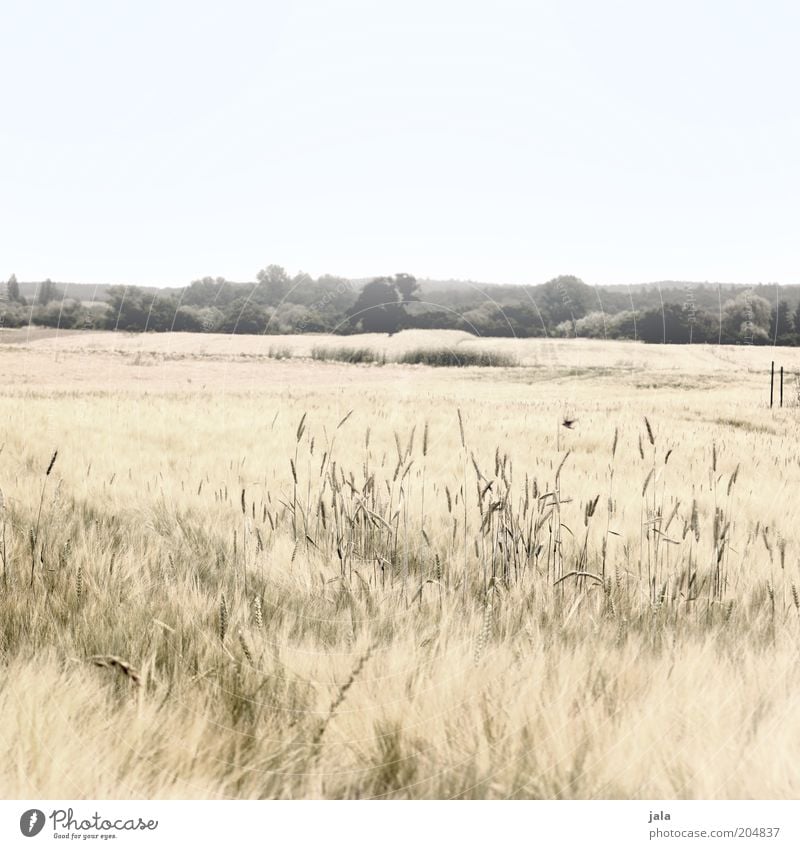 summer fields Nature Landscape Sky Plant Grass Bushes Field Bright Dry Warmth Cornfield Colour photo Subdued colour Exterior shot Deserted Copy Space top Day