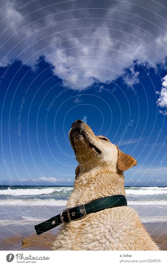 the dog who stares at clouds Landscape Clouds Summer Beautiful weather Waves Coast Beach Ocean Animal Animal face Pelt 1 Observe Sit Wait Far-off places Wet