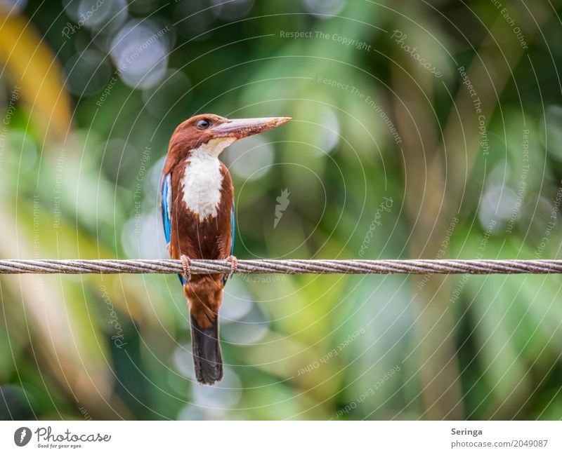 Kingfisher on Sri Lanka Environment Nature Landscape Plant Animal Beautiful weather Warmth Tree Leaf Virgin forest Wild animal Bird Animal face Wing Claw 1