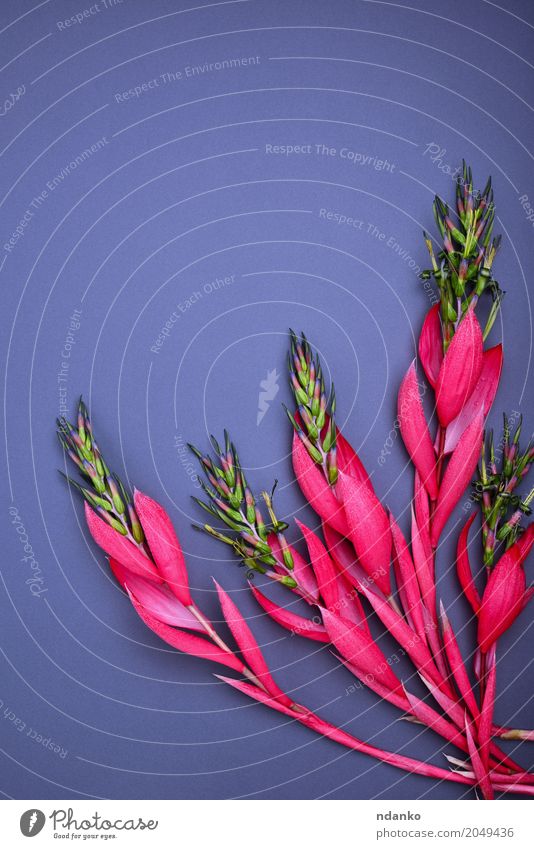 bouquet of pink Billbergia Beautiful Decoration Table Valentine's Day Mother's Day Easter Birthday Plant Flower Leaf Blossom Bouquet Love Fresh Bright Natural